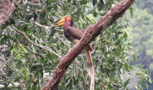 Burung Rangkong: Satwa Kalimantan yang Dihormati