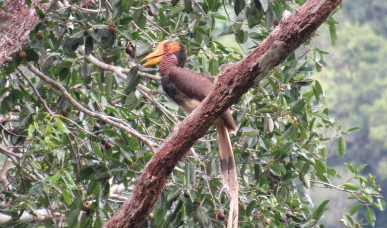Burung Rangkong: Satwa Kalimantan yang Dihormati